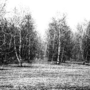 Birches in Snow, Outside Longwood Gardens, PA 1988