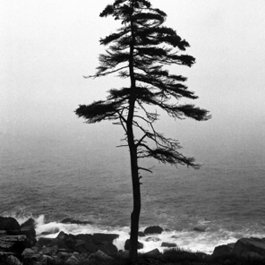 Pine Tree in Fog, Otter Point
