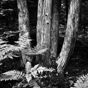 Trees, Fern, Acadia National Park