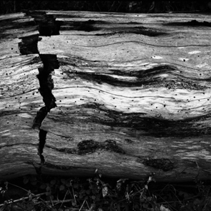 Fallen Log Susquehanna State Park 1981