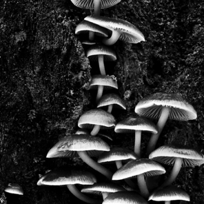 Mushrooms in Stump, Susquehanna State Park 1979