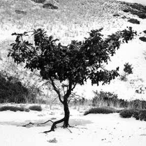 Scrub Oak in Dunes Cape Cod 1998